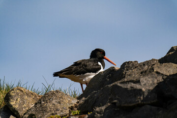 Eurasian oystercatcher (Haematopus ostralegus)