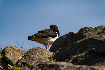 Eurasian oystercatcher (Haematopus ostralegus) trying to sleep