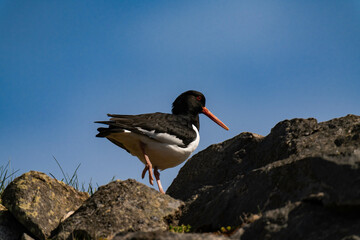 Eurasian oystercatcher (Haematopus ostralegus)