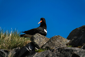 Eurasian oystercatcher (Haematopus ostralegus)