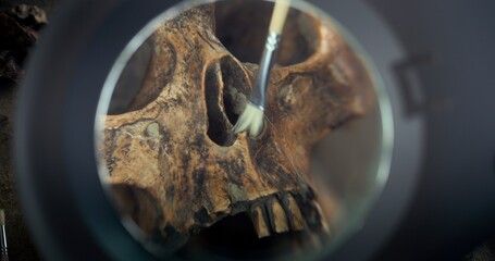 Close up of paleoanthropologist or archaeologist cleaning skull of ancient prehistoric human with...
