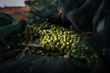 View of Olives harvest in Sicily countryside