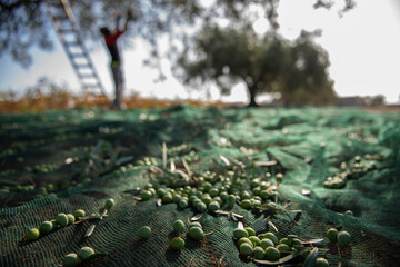 View of Olives harvest in Sicily countryside