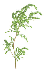 Ambrosia artemisiifolia - fresh common ragweed isolated on a white background.