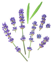 Fototapeta premium Collection of fresh lavender flowers and green leaves isolated on a white background, top view.