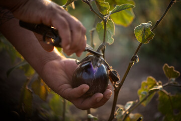 hands harvests cuts the eggplant with scissors