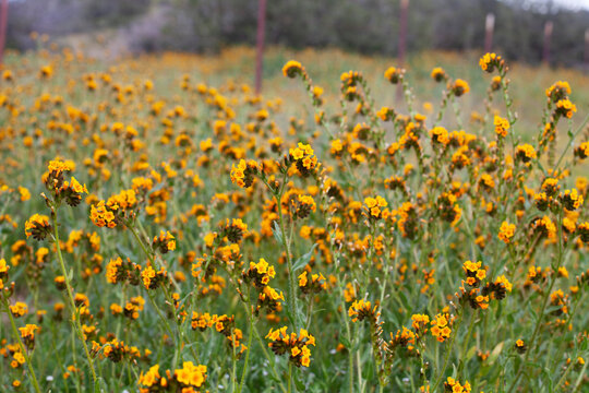 Fototapeta Field of yellow wildflowers