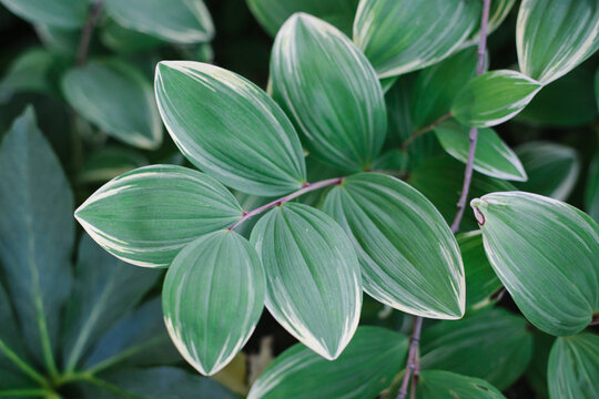 Green and white leaves