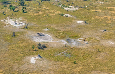 Giraffe and Zebra in the Okavango Delta