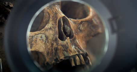 Close up of paleoanthropologist or archaeologist cleaning skull of ancient prehistoric human with...