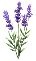 Naklejka premium Watercolor lavender flower isolated on white background