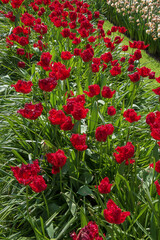 Field of exotic bright red blooming tulips. Spring landscape