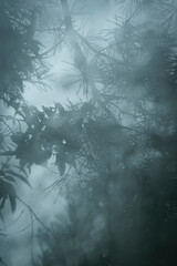 View of coniferous trees and sky through a foggy window.