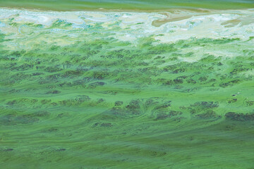 Dirty Dnieper River in Ukraine and algae blooming on the surface in summer