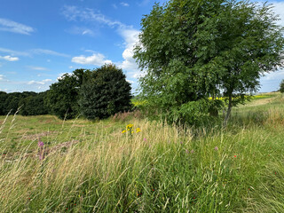 A tranquil countryside field, with a blend of tall grasses and lush trees beneath a blue sky,...
