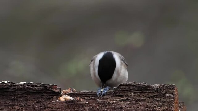 marsh tit  eating seeds slow motion