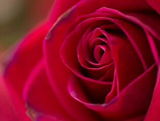 Close-up of a vibrant red rose in bloom