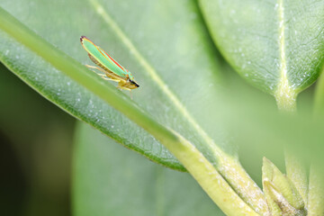 a green red rhododendron leafhopper side view on a green rhododendron leaf