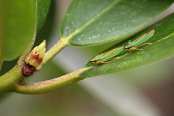 two green red rhododendron leafhoppers in a row on a green leaf seen from top with a rhododendron bud