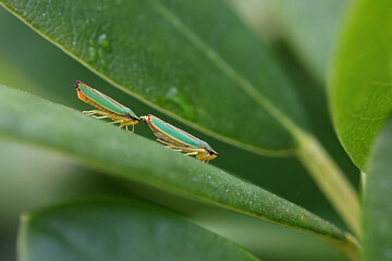 Fototapeta premium two green red rhododendron leafhoppers side view on a green rhododendron leaf