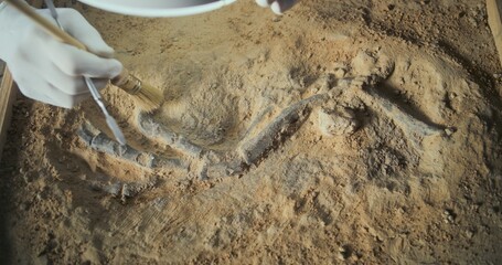 Mature archaeologist cleans ancient dinosaur skeleton after excavation under lamp using brush and tools, studies fossil remains of prehistoric human or animal. Scientist works in archaeological lab.