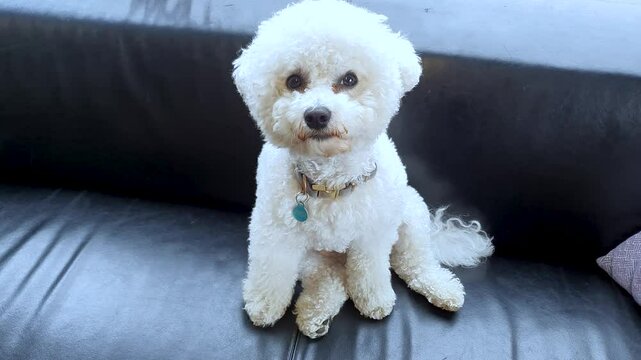 Adorable Dog 4K