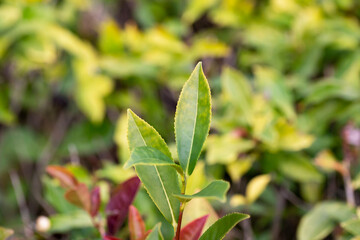 Green tea tree leaves field Fresh young tender bud herbal in farm on summer morning. Sunlight Green...