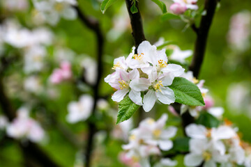 Obraz premium A blooming apple tree. Pink and white apple blossoms on a branch in spring. Floral spring and summer background.