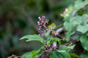 Inflorescence of a Miconia subcrustulata