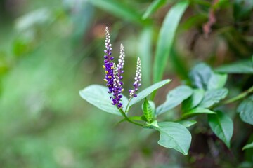 Inflorescence of a Monnina parasylvatica