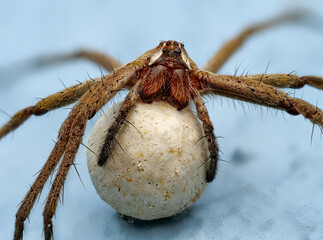 weibliche Listspinne (Pisaura mirabilis) mit Eikokon