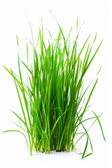 Obraz premium photo of fresh spring green grass isolated a white background.