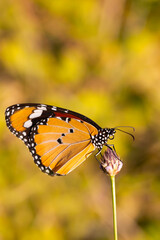A beautiful butterfly photographed in its habitat. Nature background. Danaus chrysippus. Plain Tiger.