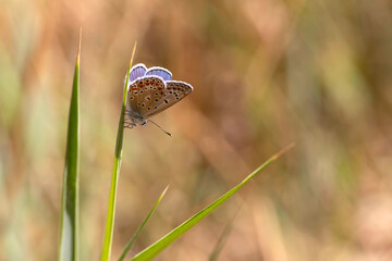 A beautiful butterfly photographed in its habitat. Nature background.