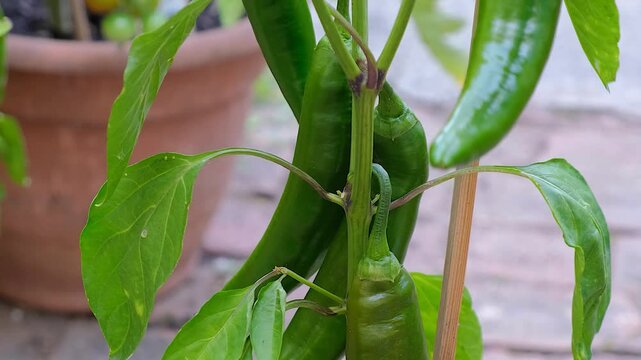 Growing hot peppers. Garden in pots in the yard