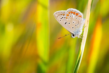 A beautiful butterfly photographed in its habitat. Nature background.