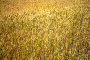 A field of golden wheat with a bright sun shining on it