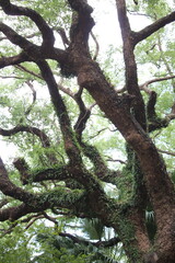 tree in the forest