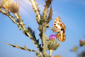 A beautiful butterfly photographed in its habitat. Nature background. Chazara briseis. Hermit. 