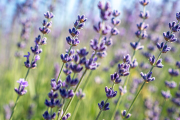 A field of purple lavender flowers with a clear blue sky in the background