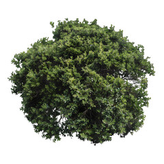 Obraz premium [Transparent Background PNG]Green Bush Isolated on White Background