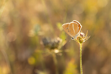 A beautiful butterfly photographed in its habitat. Nature background. 