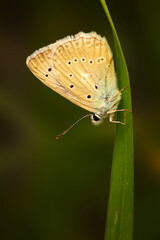 A beautiful butterfly photographed in its habitat. Nature background. 
