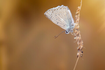 A beautiful butterfly photographed in its habitat. Nature background. 