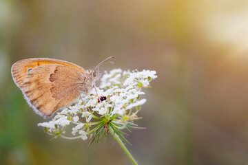 Obraz premium A beautiful butterfly photographed in its habitat. Nature background. Small Heath. Coenonympha pamphilus.