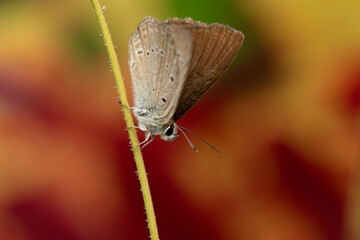 A beautiful butterfly photographed in its habitat. Nature background. 