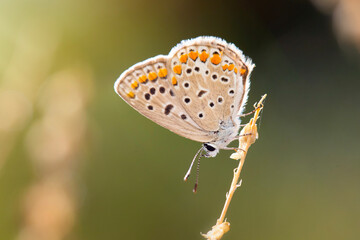 A beautiful butterfly photographed in its habitat. Nature background. 