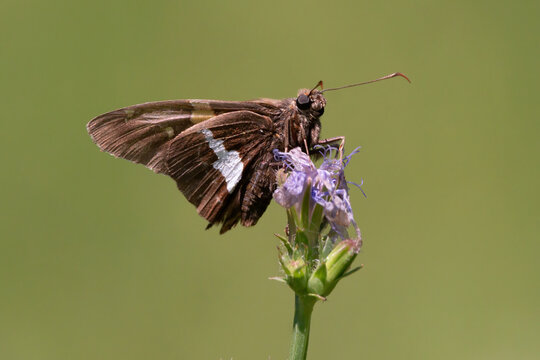 Silver-Spotted Skipper 01