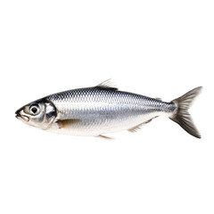 Glossy herring fish with silver scales and a streamlined shape isolated on transparent background 