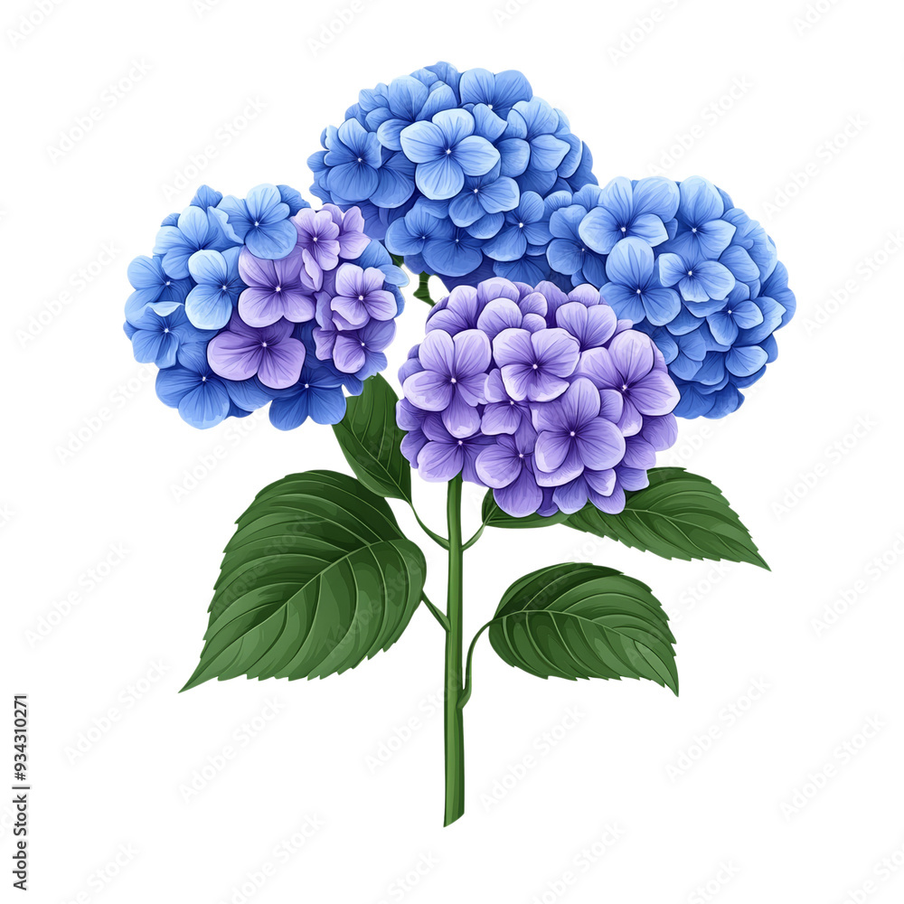 Poster graceful vector style hydrangea cluster with soft blue and purple petals isolated on transparent bac